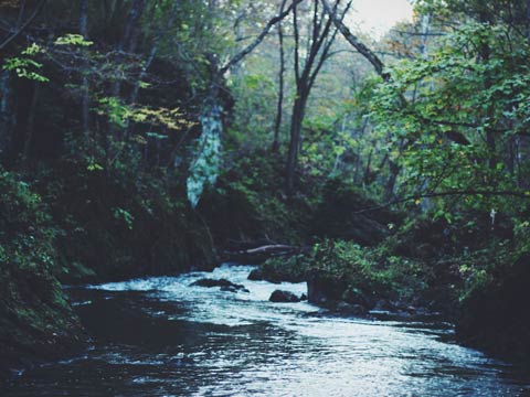 Vestibulum tempor eros eget...