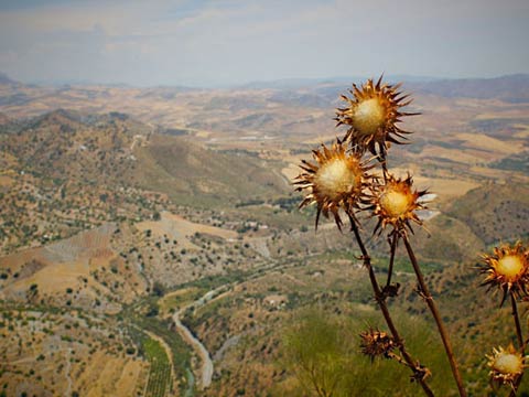 Normal <span>Bold</span>